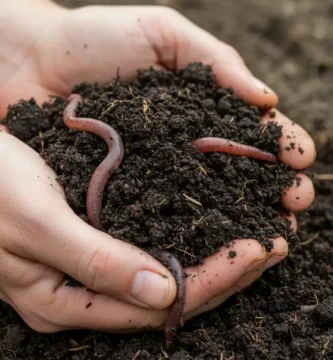 Cómo usar humus de lombriz en el huerto