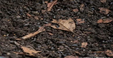 Plagas comunes en el compost y cómo eliminarlas