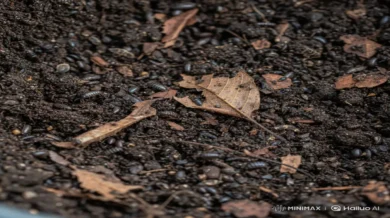 Plagas comunes en el compost y cómo eliminarlas de forma natural