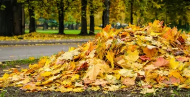 almacenar hojas secas invierno