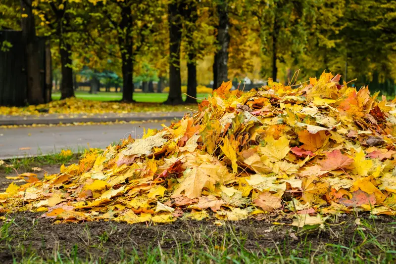 almacenar hojas secas invierno