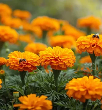 caléndulas flor repelente huerto