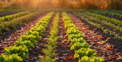 cultivos de otoño huerta