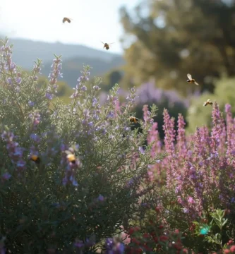 romero tomillo barreras aromáticas